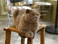 -共舞时光猫咖·狗咖(新街口店)