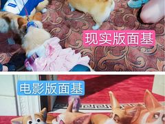 -大光明丽星VIP影城(昌里路杜比全景声店)