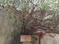 -乌镇东栅景区-江南百床馆