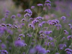 -南通洲际绿博园