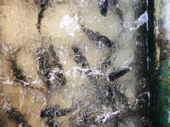 -姥家大锅台水库渔家