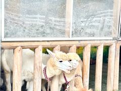 -云栖山谷野奢营地