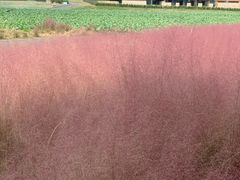 -中国天府农业博览园