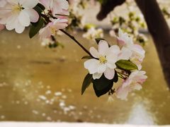 -海棠花溪(元大都城垣遗址公园)