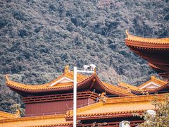 -深圳仙湖植物园