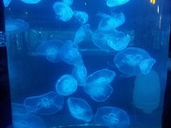 -重庆欢乐海底世界
