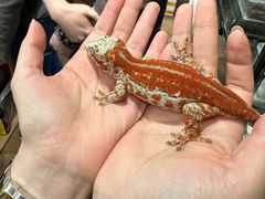 -酷以爬仙阁实体爬宠店·守宫·蜥蜴·专业繁育