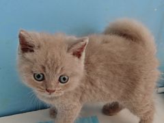 -瑞派福兴宠物医院犬猫全科·骨科·中西医结合(河东店)