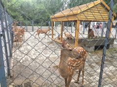 -长白岛森林公园