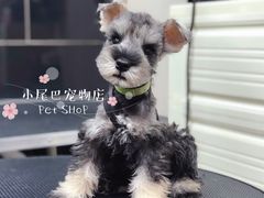-小尾巴宠物店(万科·金域华庭店)