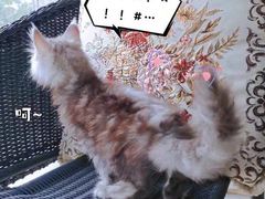 -十年猫舍·猫咪专门店(普陀店)