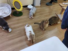 -滚猫咖啡·猫咖·猫友好撸猫(未来城店)