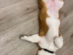 -浣熊柯尔鸭土拨鼠·电玩咖