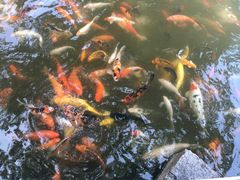 -珠海圆明新园