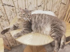 -楼上猫咖(罗湖店)