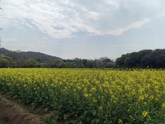 -八卦田遗址公园