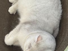 -艾贝尔宠物医院 ·内科全科(梁溪路店)