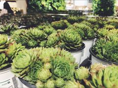 -鹿岛会员店 (龙湖三千集天街店)