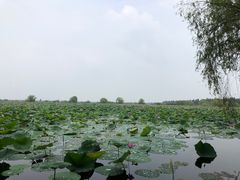 -洪湖生态旅游区