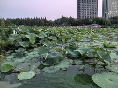 -南翔镇银翔湖公园