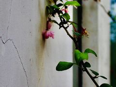 -杭州植物园