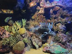 -上海海洋水族馆