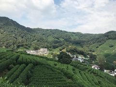 -龙井村