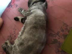 -美联众合动物医院·24h京西诊疗中心