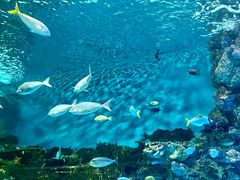 -上海海洋水族馆