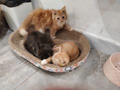-楼上猫咖(罗湖店)