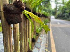 -深圳仙湖植物园