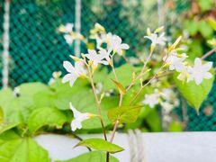 -上海辰山植物园