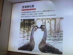 -陆记鹅庄·潮汕菜·狮头鹅(大仟里店)