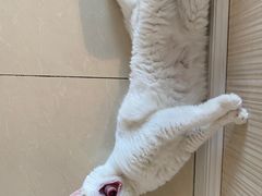 -纳吉亚猫专科动物诊疗中心(蒋宅口分院)
