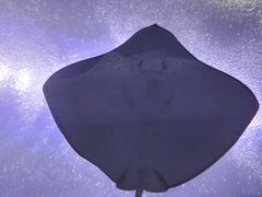 -珠海长隆海洋王国