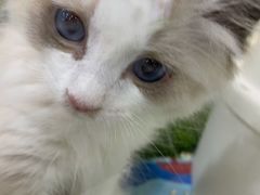 -糯米喵星人·撸猫猫舍咖啡馆(西市场嘉华店)