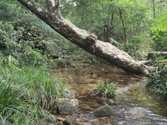 -海南热带雨林国家公园吊罗山景区
