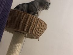 -纳吉亚猫专科动物诊疗中心(蒋宅口分院)
