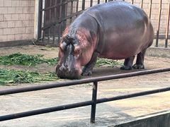 -合肥野生动物园
