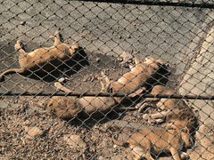 -大连森林动物园