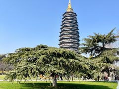 -红梅公园