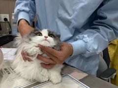 -四月宠物医院·猫专科·心脏专科·内科(转塘店)