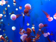 -成都浩海立方海洋公园