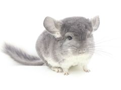 -龙猫仔乐园(惠福东路店)