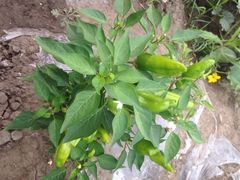 iphone_upload_pic-北极村旅游风景区