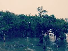 -宝安西湾红树林湿地公园