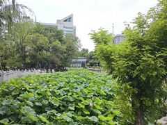 -莲湖公园