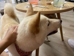 -柴迷FANS CLUB·柴犬狗咖·猫咖