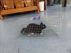 -顺强宠物诊所·狂犬免疫·夜诊·骨科(嘉定店)