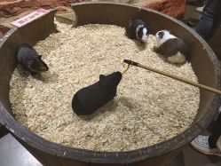 -Zoolung Zoolung动物主题公园(海信广场店)